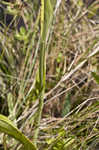 White fringed orchid